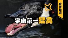 鹅的战斗力有多强？为什么说“宁可被狗咬，不敢让鹅拧”