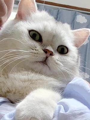 #抖音動物圖鑒 20秒把一只小狼貓變成小奶貓～你更喜歡哪個呢？@抖音小助手