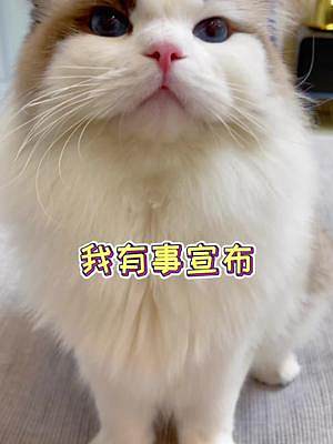 還有四個(gè)月兩個(gè)小盆友就要見面啦~#萌寵出道計(jì)劃 #抖音動(dòng)物圖鑒 #布偶貓#懷孕養(yǎng)貓