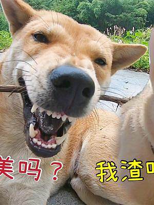 把渣白放出去玩，阿爆看到馬上假裝可愛(ài)，躺地上滿臉?gòu)尚吆貌灰? style=