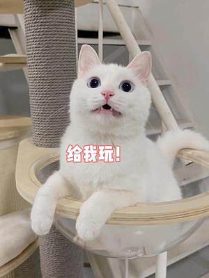 如何教小貓咪講風(fēng)度#萌寵出道計(jì)劃 #抖音動(dòng)物圖鑒 #貓