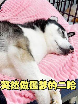 狗狗每次睡覺都會(huì)做噩夢(mèng)，哭哭啼啼哼哼唧唧，到底是怎么回事？