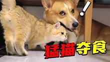 狗狗成精了，晚餐被小奶猫抢后，狗子竟然怒气冲冲地跑来找主人