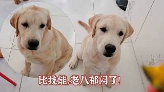 旺歌一家：厲害了我的五！老八郁悶了！簡(jiǎn)單有營(yíng)養(yǎng)的午餐狗狗超愛(ài)