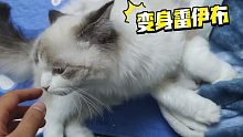 入秋以来，猫都成电猫了，过阵子改名雷伊布吧