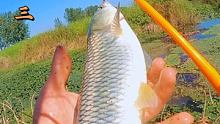小鱼竿承受了他不该承受的压力呀，如果您也喜欢钓鱼，请给海弟一个免费的双击，感谢支持 #钓鱼  #户外