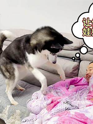 男主把狗狗的玩具藏了起來，狗狗竟然對男主展開了瘋狂的報復(fù)，逗