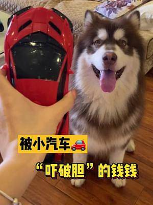 長這么大個子 一點用都沒有連玩具都怕#抖音動物圖鑒 #阿拉斯加