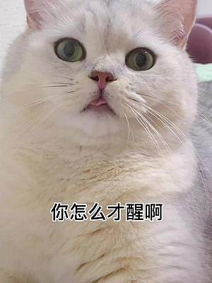 #抖音動物圖鑒 難為孩子了，最后踩奶踩的跟縫紉機似的差點就出火星子了……@抖音小助手