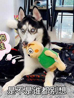 狗狗叼個娃娃到處炫耀，當它見別的狗來搶娃娃后，你們都憋住別笑