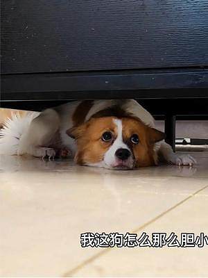 膽小的狗狗有多慫？抱一下它都能嚇尿，身體哆嗦的像篩糠子，搞笑 #萌寵 #萌寵出道計劃 #抖音動物圖鑒