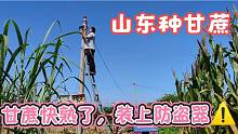 山东甘蔗种下6个多月，没熟就有人惦记了，装上防盗器，看谁敢偷