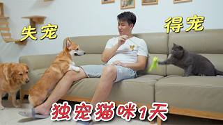 主人獨寵貓咪1天，金毛和柯基會是什么反應？
