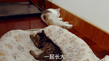 捡到猫后，两只小奶猫一起长大的日常/吃东西/玩球/打闹