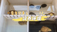 这样的养龟环境你知道吗