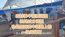 农村养牛需要谨慎，但是过分谨慎也是阻碍养牛道路上的一块绊脚石
