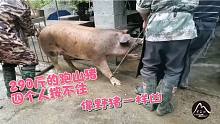 实拍农村屠宰场，290斤的跑山猪四个人按不住差点跑了，猪太凶了