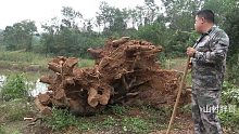 高压水枪暴洗3000多斤的老树根，泥浆脱离后仔细一看，瞬间乐坏了