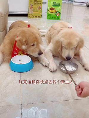 這小子一天到晚就惦記著吃，實在沒辦法養(yǎng)了，請另謀高就吧[撇嘴]