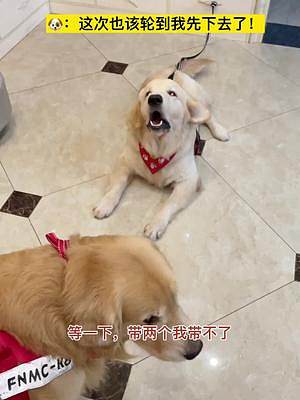 小崽崽的醋意不比女朋友的小。