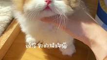 也就快六位数的小太阳而已#拿破仑猫 #金加白 #米努特矮脚猫