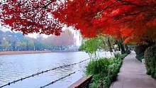 风送秋情别苑墙， 金枝红叶画冬妆。 清心不作闺中隐， 独爱西湖好地方。