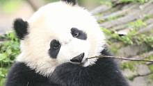 熊猫为什么可以这么可爱！！！
