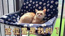 新来的小猫咪竟然遭到了家里大猫们的集体嫌弃？橘猫何苦为难橘猫呢？