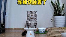 好奇我不在家的时候我的猫在干什么……