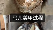 马儿美甲过程，，一镜到底 #修蹄钉掌 #小海豹钉蹄 #解压