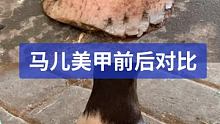 马儿美甲前后对比，反差还是有的吧 #小海豹钉蹄 #解压 #修蹄钉掌
