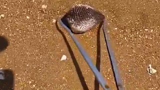 沙子里發(fā)現(xiàn)一枚象征愛情的玫瑰螺