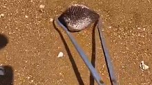 沙子里发现一枚象征爱情的玫瑰螺