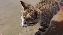 猫咪不仅可以抓海鲜，更是会游泳