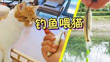 【柿子菌】亲自学钓鱼喂橘猫！1小时狂拉小河鱼过瘾