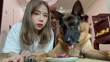 狗狗会偷吃生肉吗？