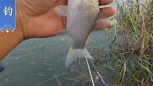 双击加关注马上开启直播。   #户外钓鱼