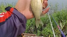 这鲫鱼漂亮  马上开启直播 #户外钓鱼
