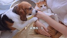 铲屎官吸猫撸狗的日常，这只比格犬太会争宠