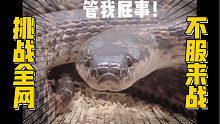 我说这是全网最大的赤链蛇，你没意见吧？？？