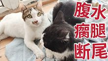 骨折？腹水？带流浪猫去完医院我后悔了