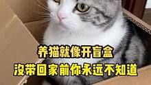 养猫就像开盲盒，没带回来之前永远不知道啥样？