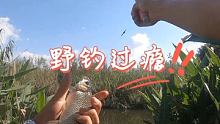 休闲野钓越钓越大  #户外野钓