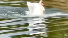 天鹅降落至水中的那一刻感觉画风突变了
