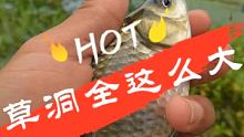草洞出大板#感谢快手作品推广小助手助推 #野钓 #户外钓鱼