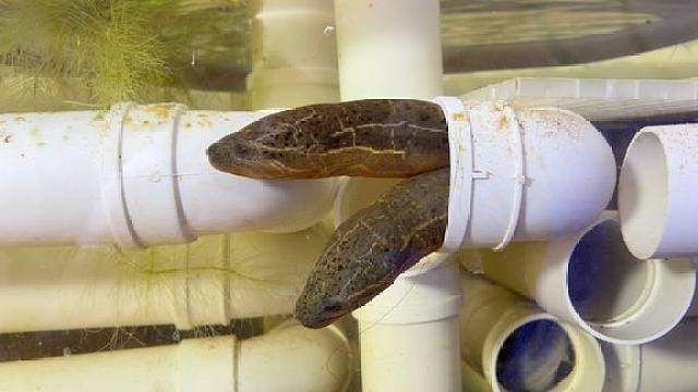 鱼缸里养了一条孟加拉黄鳝,1个月没出现过,有点不对劲不吃虫子