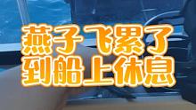 燕子飞累了，到船上休息。 #浮台钓大金枪  #三亚钓鱼  #三亚海钓