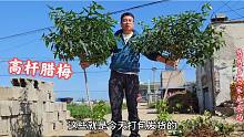 山东苗木之乡村村种果苗，6年高杆腊梅50一棵，看看还有啥？