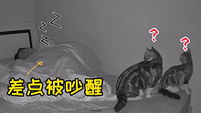 真有这么贴心的猫么？半夜吓醒第一反应是怕吵到主人？