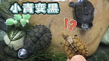 别人养小青，我养小黑！泥水缸深环境能让小青变得有多黑？！